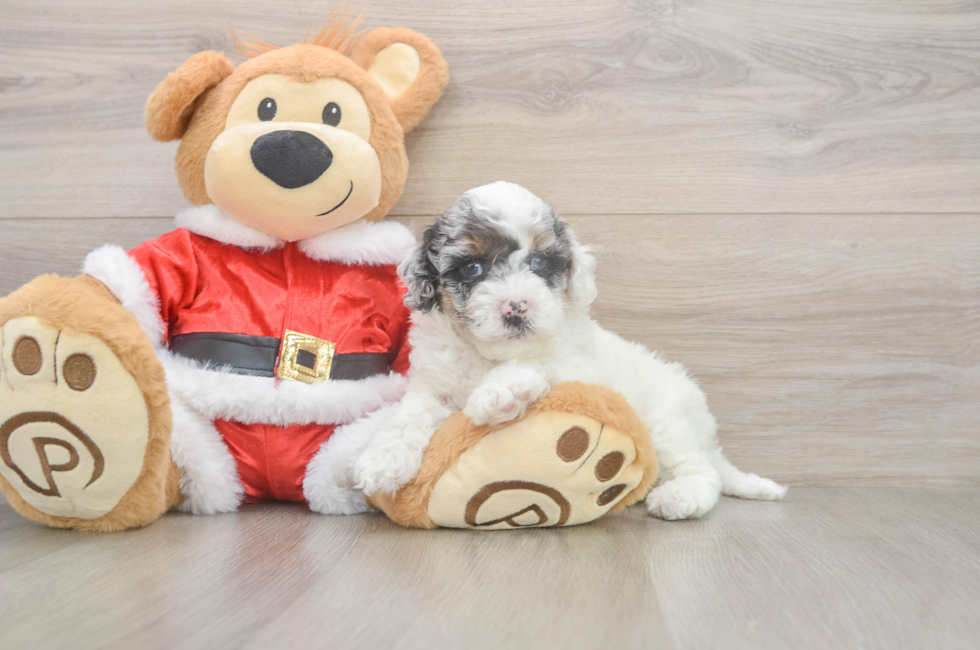 5 week old Cockapoo Puppy For Sale - Pilesgrove Pups