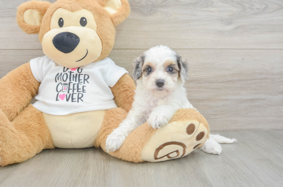 5 week old Cockapoo Puppy For Sale - Pilesgrove Pups