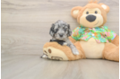 Adorable Cocker Doodle Poodle Mix Puppy