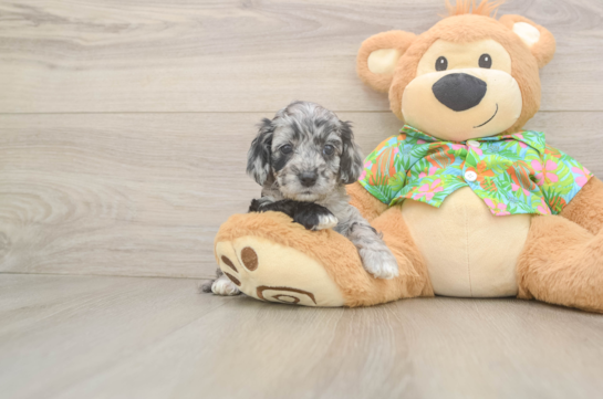 Adorable Cocker Doodle Poodle Mix Puppy