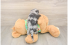 Cockapoo Pup Being Cute