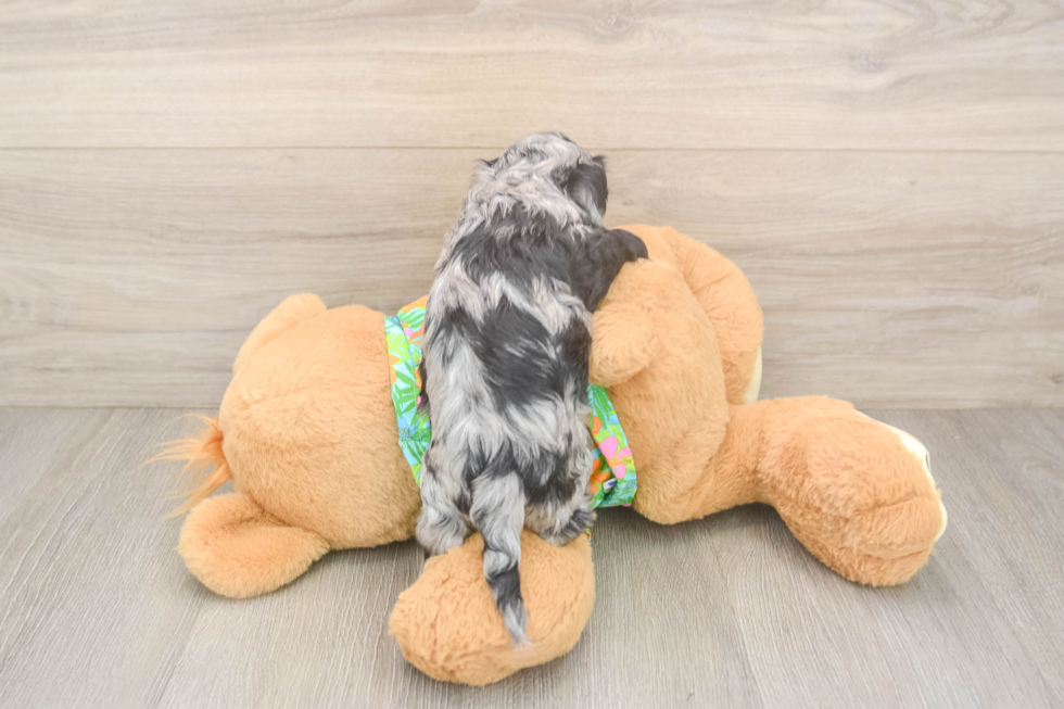 Cockapoo Pup Being Cute