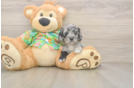 Cockapoo Pup Being Cute