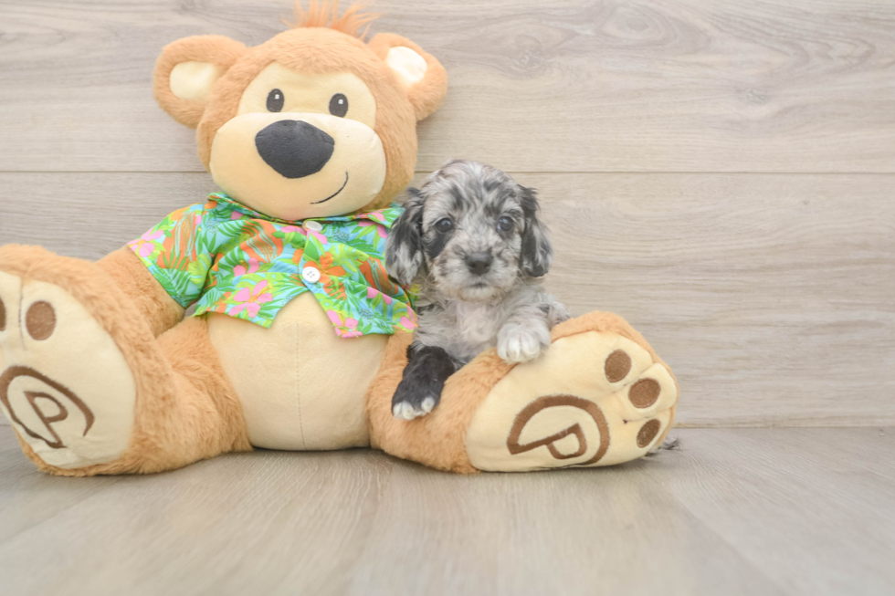 Cockapoo Pup Being Cute
