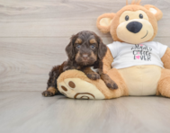 7 week old Cockapoo Puppy For Sale - Pilesgrove Pups