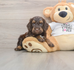 8 week old Cockapoo Puppy For Sale - Pilesgrove Pups