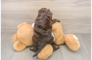 Sweet Cockapoo Baby
