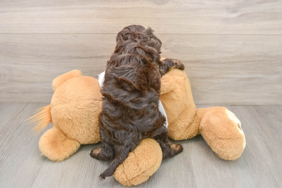 Sweet Cockapoo Baby