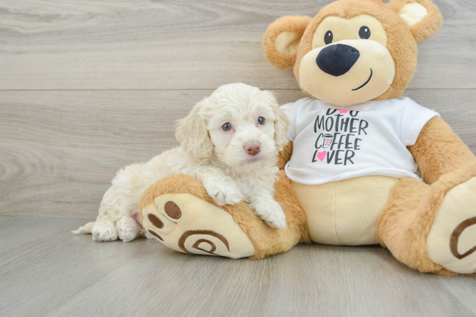 Adorable Cocker Doodle Poodle Mix Puppy