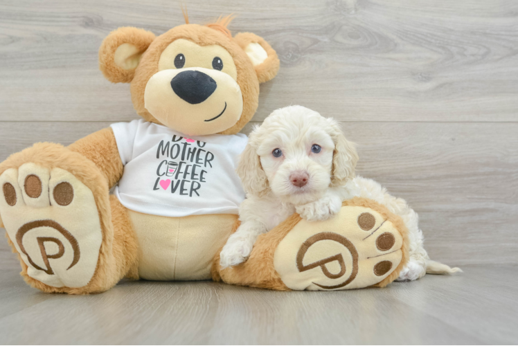Smart Cockapoo Poodle Mix Pup