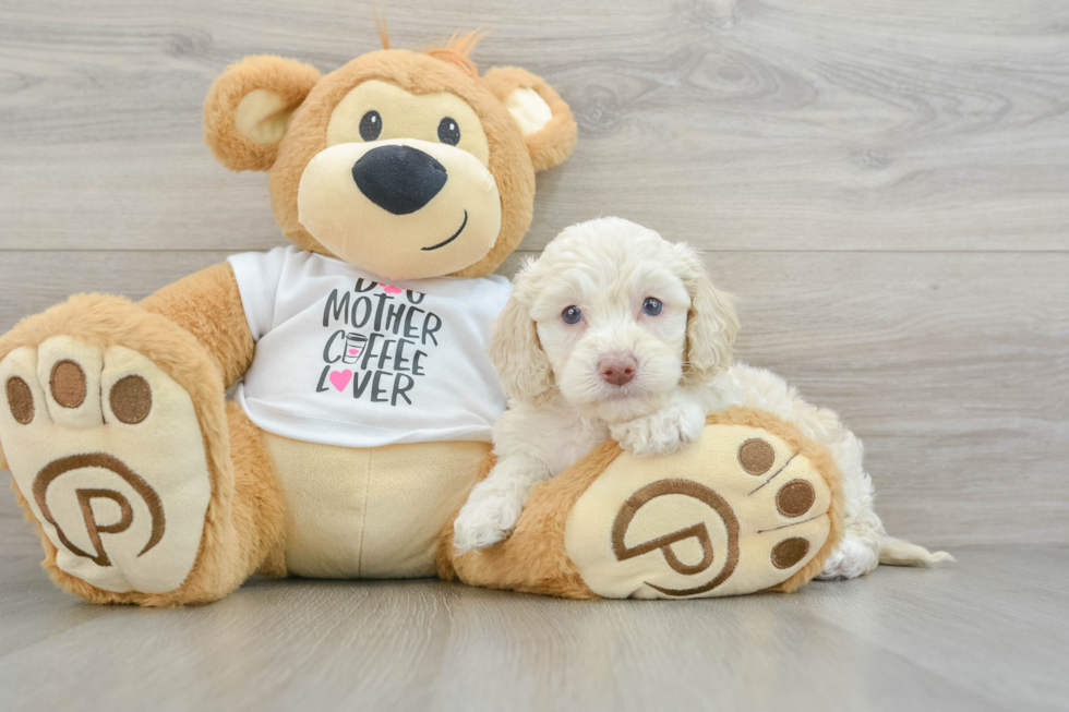 Smart Cockapoo Poodle Mix Pup