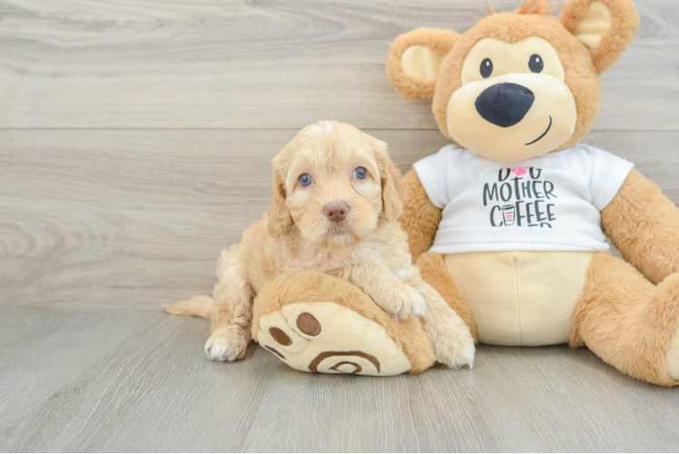 Cockapoo Puppy for Adoption