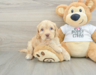 7 week old Cockapoo Puppy For Sale - Pilesgrove Pups