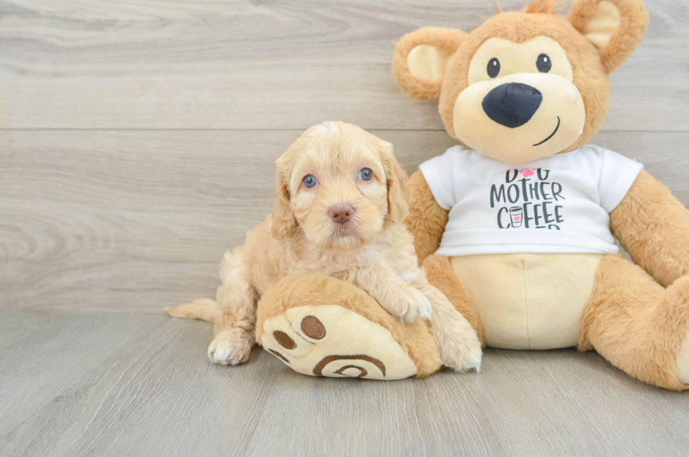 6 week old Cockapoo Puppy For Sale - Pilesgrove Pups