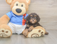 7 week old Cockapoo Puppy For Sale - Pilesgrove Pups