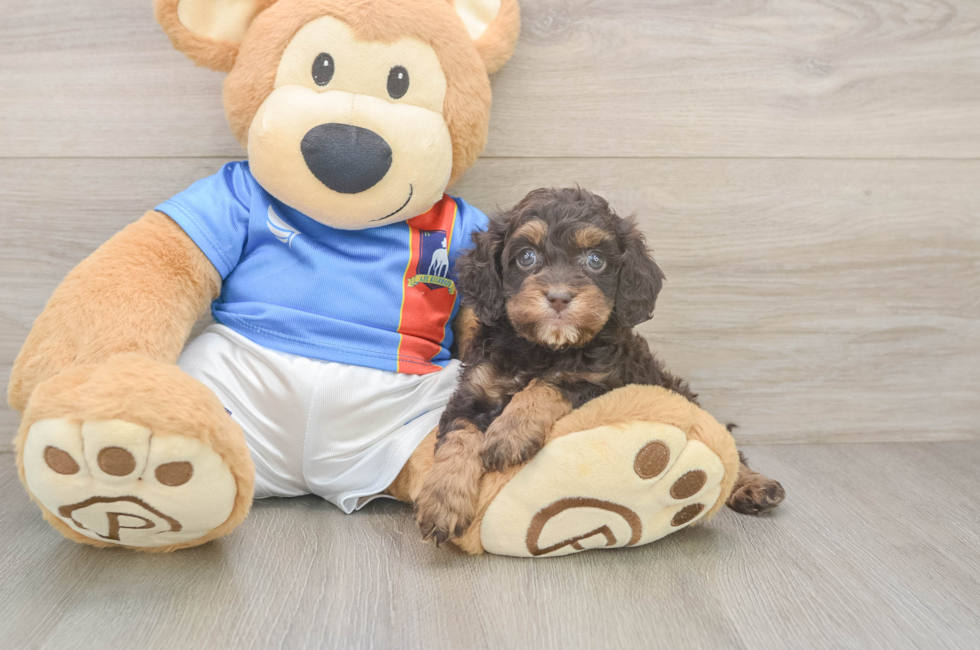 5 week old Cockapoo Puppy For Sale - Pilesgrove Pups