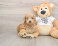 6 week old Cockapoo Puppy For Sale - Pilesgrove Pups