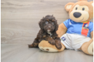 Best Cockapoo Baby
