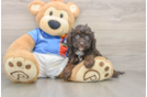 Best Cockapoo Baby