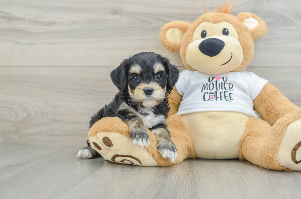 6 week old Cockapoo Puppy For Sale - Pilesgrove Pups