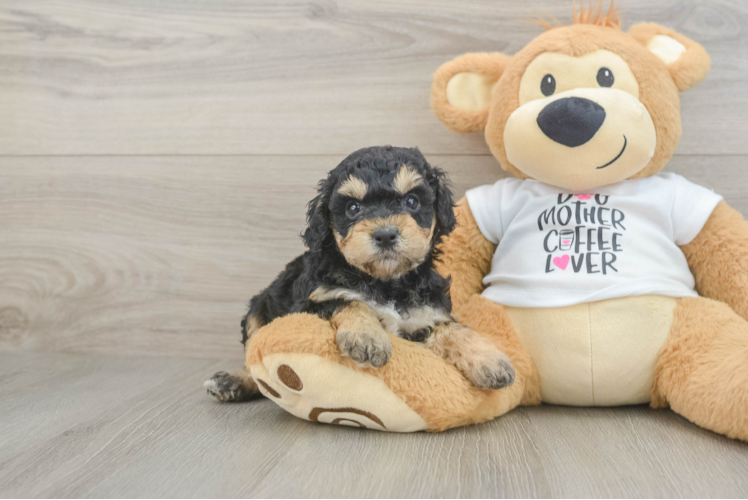 Best Cockapoo Baby
