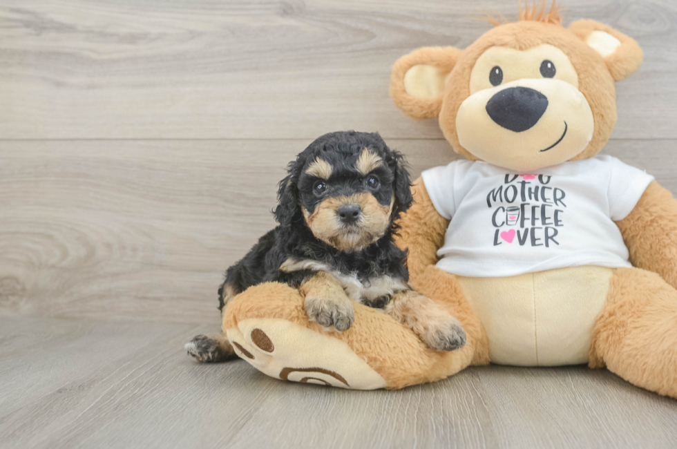 5 week old Cockapoo Puppy For Sale - Pilesgrove Pups