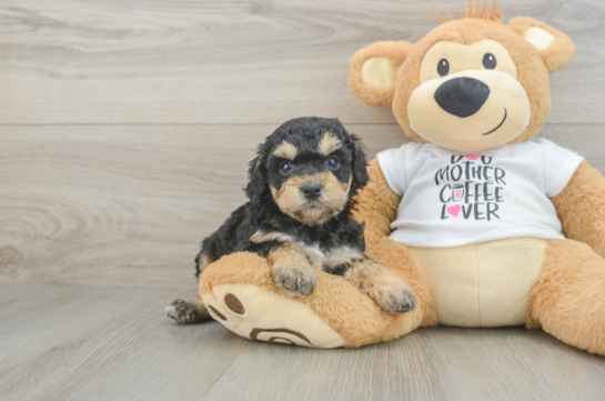 Best Cockapoo Baby