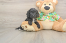 Adorable Cocker Doodle Poodle Mix Puppy