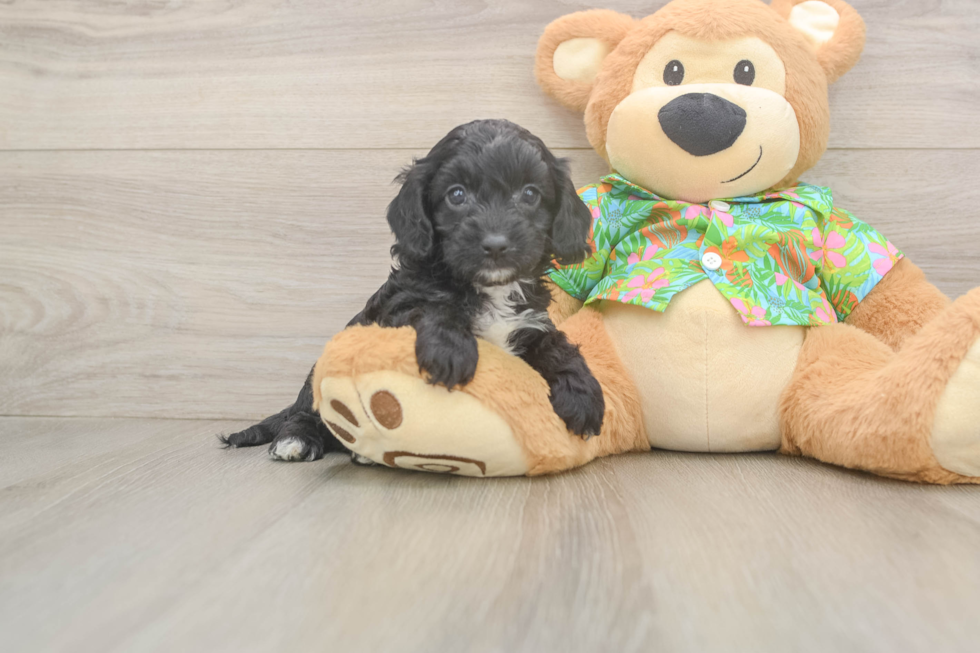 Adorable Cocker Doodle Poodle Mix Puppy