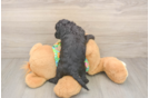 Cockapoo Pup Being Cute