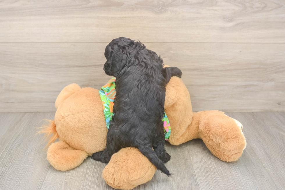 Cockapoo Pup Being Cute