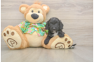 Best Cockapoo Baby