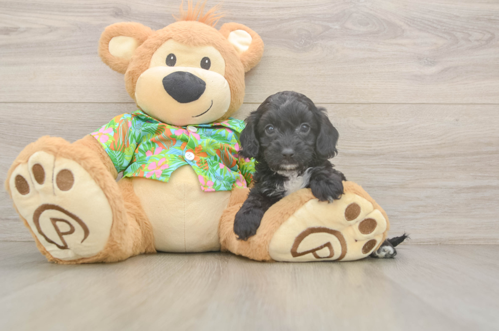 5 week old Cockapoo Puppy For Sale - Pilesgrove Pups