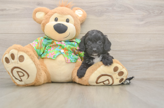 Best Cockapoo Baby