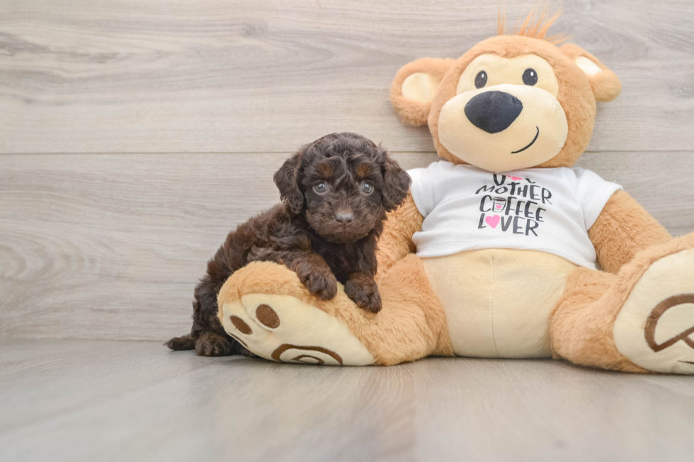 Cockapoo Pup Being Cute