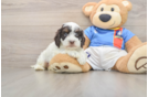 Cute Cockapoo Baby