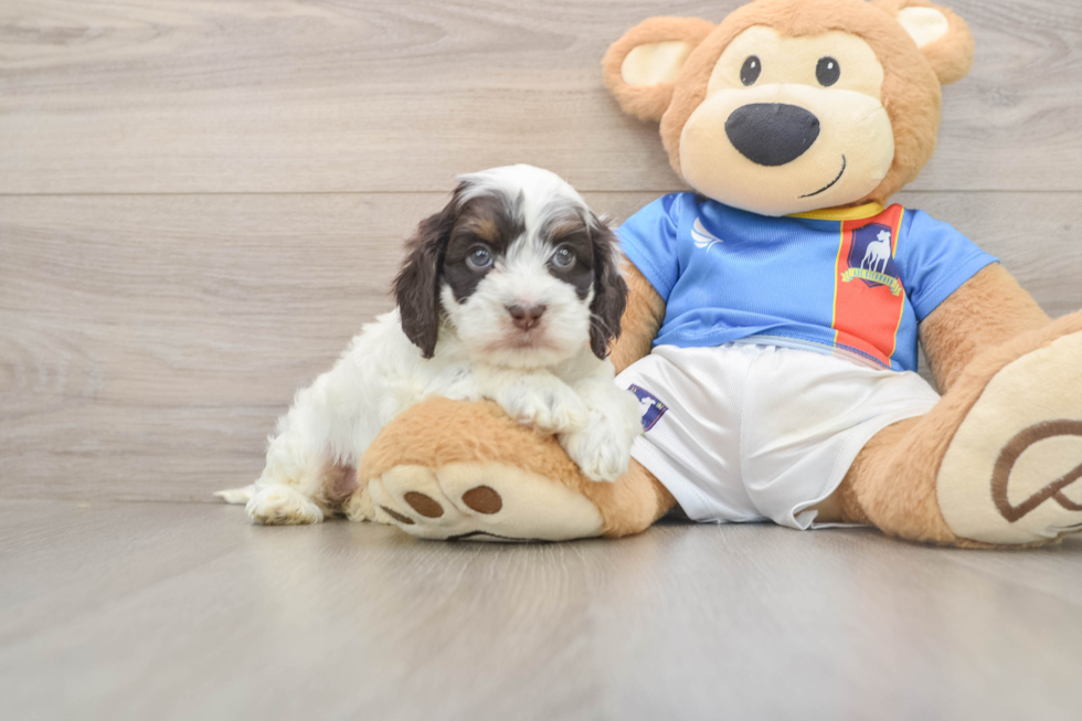 Cute Cockapoo Baby