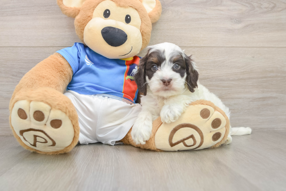 Best Cockapoo Baby