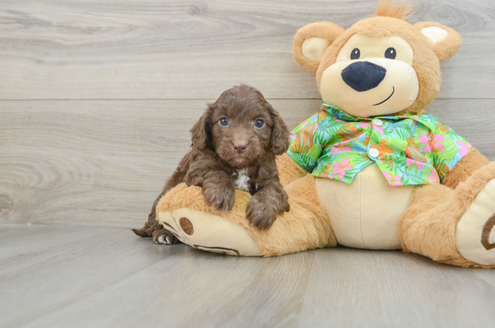 6 week old Cockapoo Puppy For Sale - Pilesgrove Pups