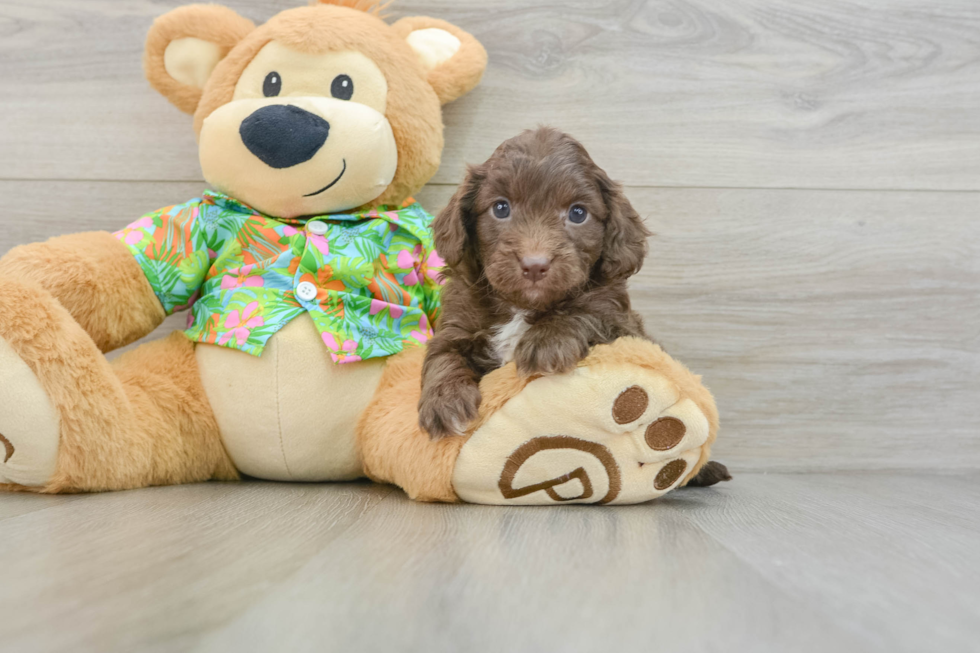 Friendly Cockapoo Baby