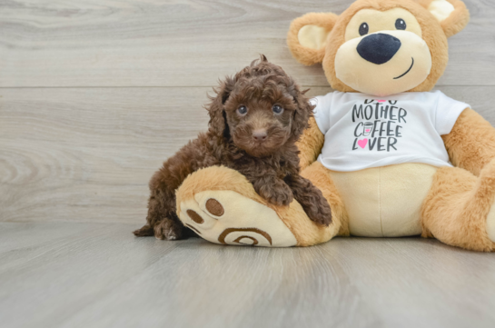 Cockapoo Puppy for Adoption