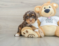 7 week old Cockapoo Puppy For Sale - Pilesgrove Pups