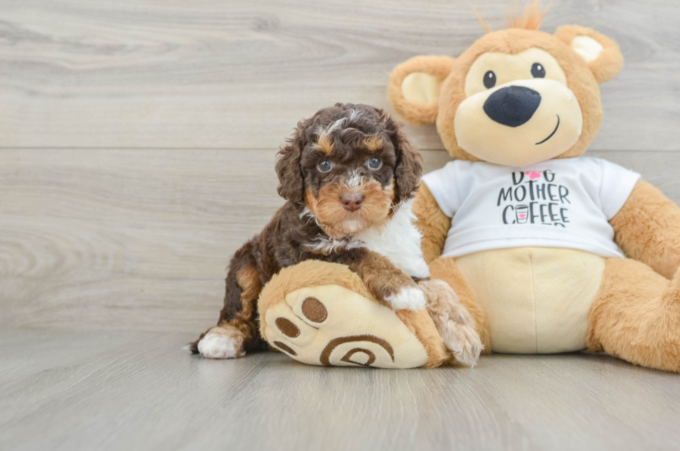 6 week old Cockapoo Puppy For Sale - Pilesgrove Pups