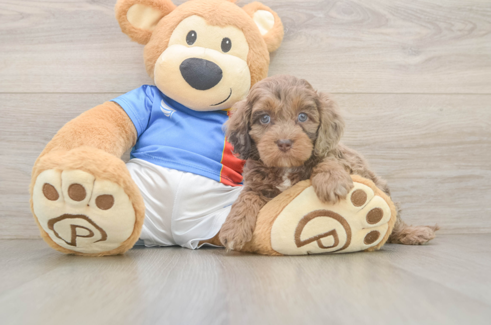 5 week old Cockapoo Puppy For Sale - Pilesgrove Pups