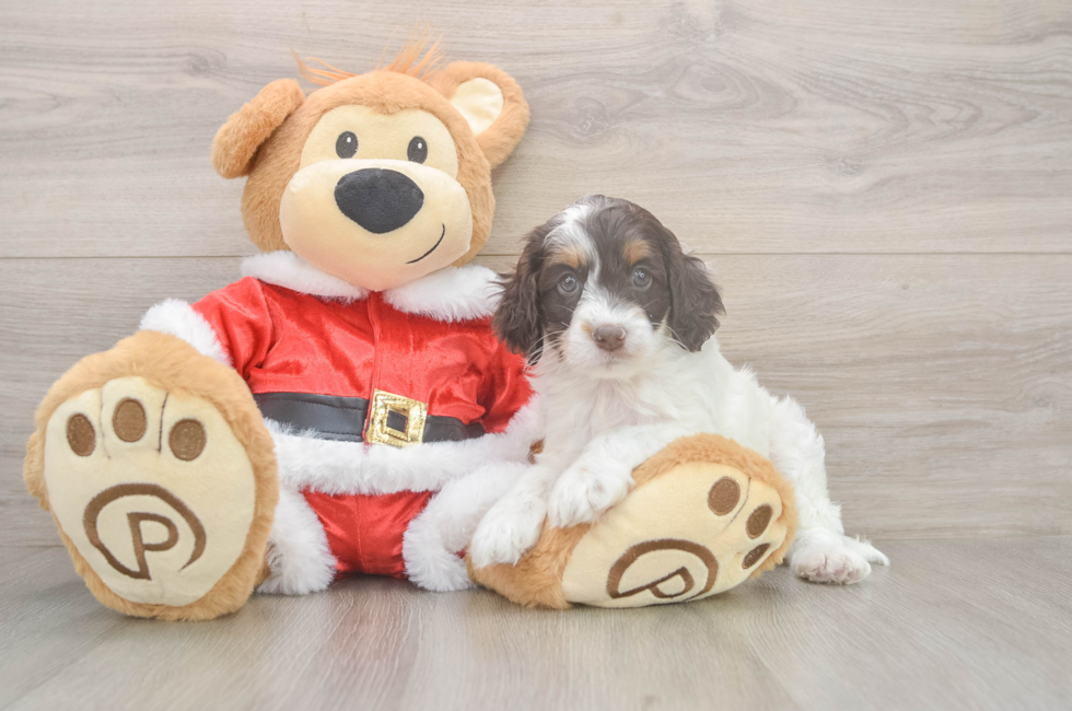 5 week old Cockapoo Puppy For Sale - Pilesgrove Pups