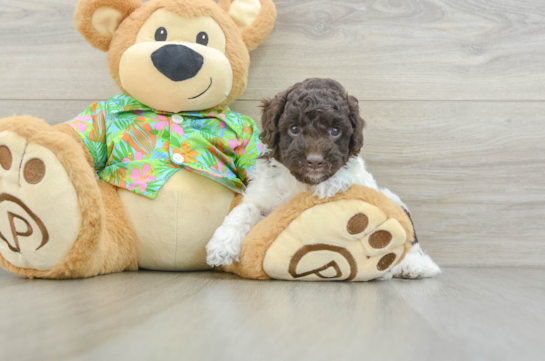 Funny Cockapoo Poodle Mix Pup