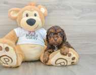 7 week old Cockapoo Puppy For Sale - Pilesgrove Pups