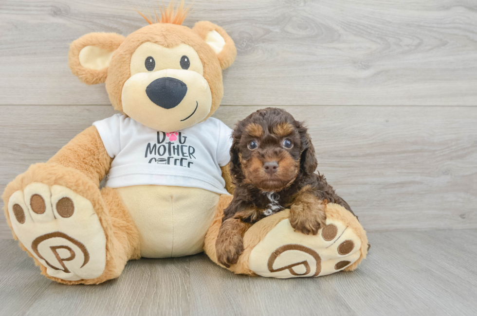 6 week old Cockapoo Puppy For Sale - Pilesgrove Pups