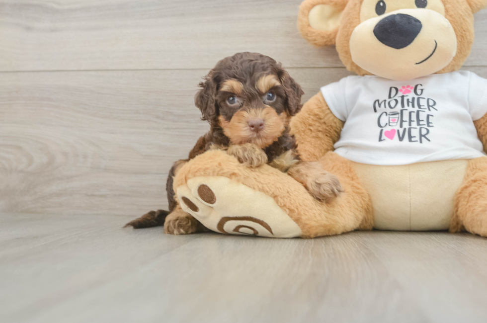 5 week old Cockapoo Puppy For Sale - Pilesgrove Pups