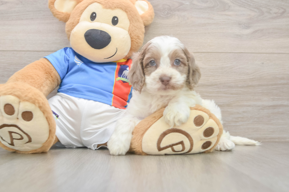 5 week old Cockapoo Puppy For Sale - Pilesgrove Pups